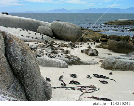 南アフリカ　ケープタウン　ケープ半島　ボウルダーズ・ビーチのケープペンギン 114229243