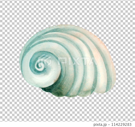 Turquoise green seashell of Cassidae sea snail watercolor illustration isolated on white background. Monochrome underwater animal for summer ocean designs. Nautical spiral helmet or bonnet snail shell 114229283
