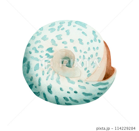 Round trochus snail spiral seashell realistic watercolor illustration isolated on white background. Tropical ocean mollusk animal from Indonesia and Philippines for stickers and nautical design 114229284