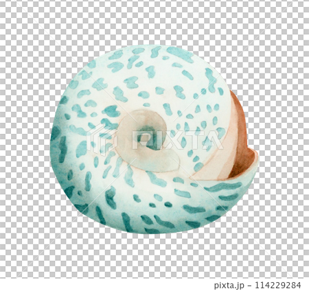Round trochus snail spiral seashell realistic watercolor illustration isolated on white background. Tropical ocean mollusk animal from Indonesia and Philippines for stickers and nautical design 114229284