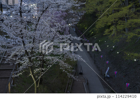 上田城の桜の夕景 上田城の桜の夕景 114229410