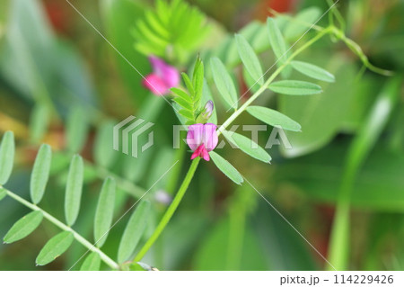 烏野豌豆（カラスノエンドウ）or 矢筈豌豆（ヤハズエンドウ） 114229426