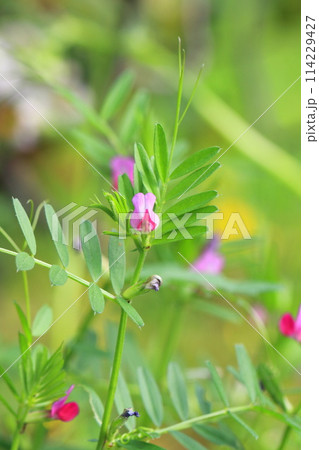 烏野豌豆（カラスノエンドウ）or 矢筈豌豆（ヤハズエンドウ） 114229427