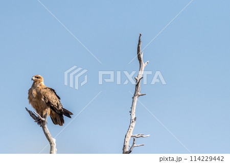 Tawny Eagle in Etosha Tawny Eagle in Etosha 114229442