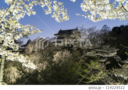 上田城の桜の夕景 114229522
