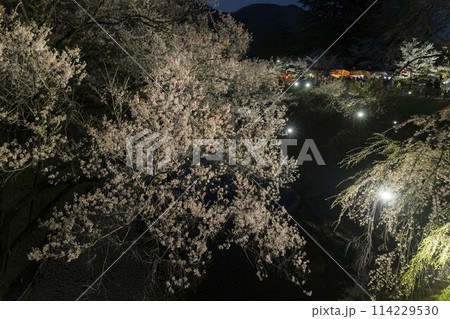 上田城の桜の夕景 上田城の桜の夕景 114229530