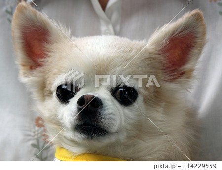 愛玩犬として人気のロングコートチワワ 114229559