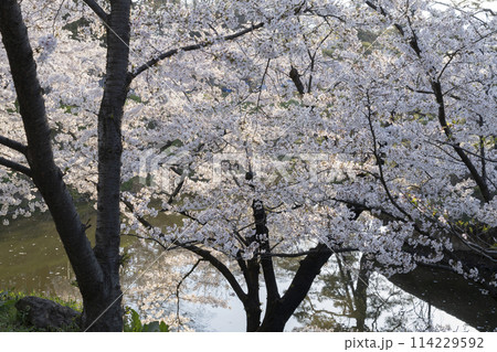 上田城の桜 114229592