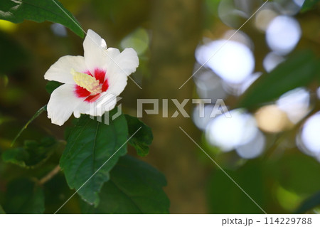 白いムクゲの花 114229788