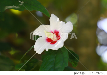 白いムクゲの花 114229789