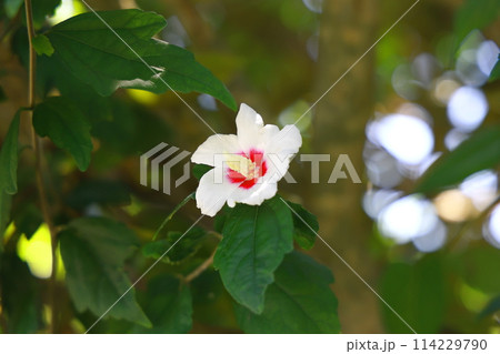 白いムクゲの花 114229790