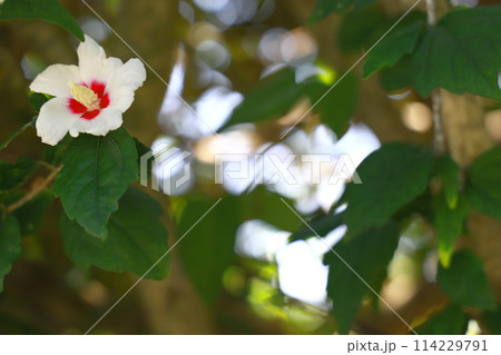 白いムクゲの花 114229791