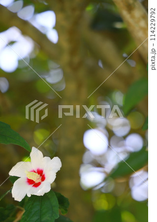 白いムクゲの花 白いムクゲの花 114229792