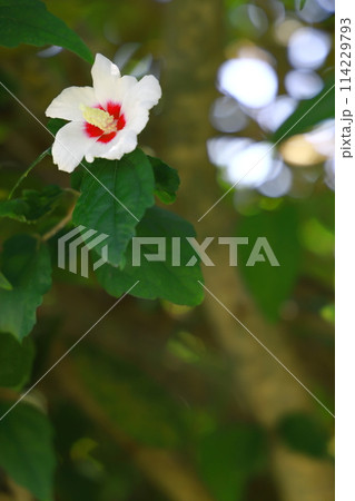 白いムクゲの花 114229793