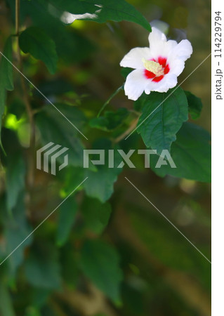 白いムクゲの花 114229794