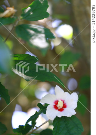 白いムクゲの花 114229795