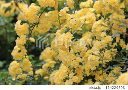 満開の木香薔薇(モッコウバラ) 満開の木香薔薇(モッコウバラ) 114229808