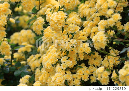 満開の木香薔薇(モッコウバラ) 満開の木香薔薇(モッコウバラ) 114229810