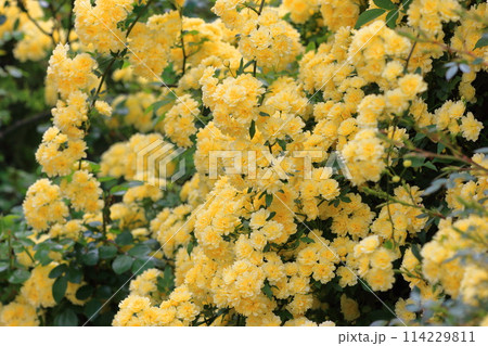 満開の木香薔薇（モッコウバラ） 114229811