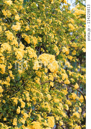 満開の木香薔薇(モッコウバラ) 満開の木香薔薇(モッコウバラ) 114229813