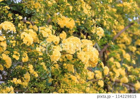 満開の木香薔薇(モッコウバラ) 満開の木香薔薇(モッコウバラ) 114229815