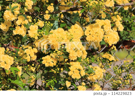 満開の木香薔薇(モッコウバラ) 満開の木香薔薇(モッコウバラ) 114229823