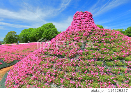 【広島県】晴天の世羅高原農場の満開の芝桜（花夢の里　芝桜とネモフィラの丘） 114229827