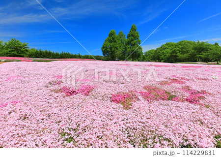 【広島県】晴天の世羅高原農場の満開の芝桜（花夢の里　芝桜とネモフィラの丘） 114229831