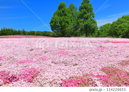 【広島県】晴天の世羅高原農場の満開の芝桜（花夢の里　芝桜とネモフィラの丘） 114229833