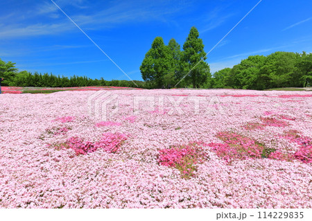 【広島県】晴天の世羅高原農場の満開の芝桜（花夢の里　芝桜とネモフィラの丘） 114229835