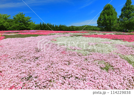 【広島県】晴天の世羅高原農場の満開の芝桜(花夢の里 芝桜とネモフィラの丘) 【広島県】晴天の世羅高原農場の満開の芝桜(花夢の里 芝桜とネモフィラの丘) 114229838