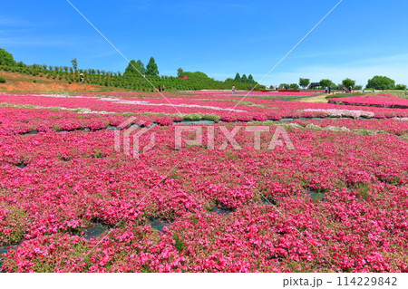 【広島県】晴天の世羅高原農場の満開の芝桜（花夢の里　芝桜とネモフィラの丘） 114229842