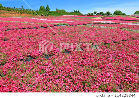 【広島県】晴天の世羅高原農場の満開の芝桜(花夢の里 芝桜とネモフィラの丘) 【広島県】晴天の世羅高原農場の満開の芝桜(花夢の里 芝桜とネモフィラの丘) 114229844