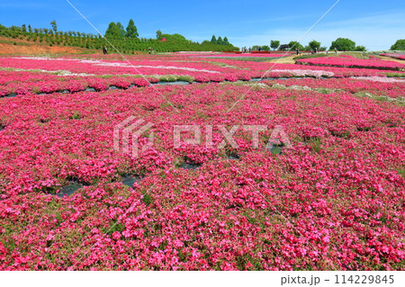 【広島県】晴天の世羅高原農場の満開の芝桜(花夢の里 芝桜とネモフィラの丘) 【広島県】晴天の世羅高原農場の満開の芝桜(花夢の里 芝桜とネモフィラの丘) 114229845