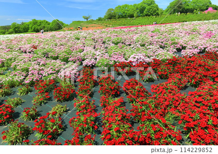 【広島県】晴天の世羅高原農場の満開の芝桜と大和撫子（花夢の里　芝桜とネモフィラの丘） 114229852
