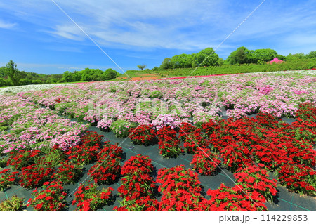 【広島県】晴天の世羅高原農場の満開の芝桜と大和撫子（花夢の里　芝桜とネモフィラの丘） 114229853