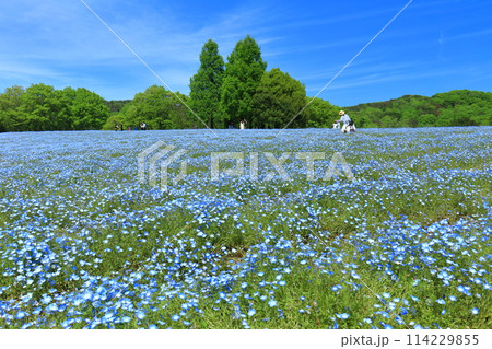 【広島県】晴天の世羅高原農場の満開のネモフィラ(花夢の里 芝桜とネモフィラの丘) 【広島県】晴天の世羅高原農場の満開のネモフィラ(花夢の里 芝桜とネモフィラの丘) 114229855