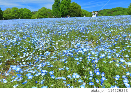 【広島県】晴天の世羅高原農場の満開のネモフィラ（花夢の里　芝桜とネモフィラの丘） 114229858