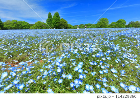 【広島県】晴天の世羅高原農場の満開のネモフィラ（花夢の里　芝桜とネモフィラの丘） 114229860