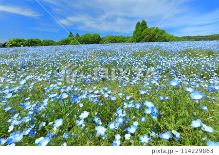 【広島県】晴天の世羅高原農場の満開のネモフィラ(花夢の里 芝桜とネモフィラの丘) 【広島県】晴天の世羅高原農場の満開のネモフィラ(花夢の里 芝桜とネモフィラの丘) 114229863