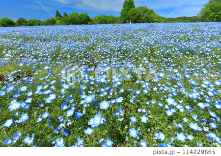 【広島県】晴天の世羅高原農場の満開のネモフィラ（花夢の里　芝桜とネモフィラの丘） 114229865