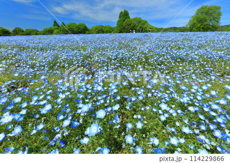 【広島県】晴天の世羅高原農場の満開のネモフィラ（花夢の里　芝桜とネモフィラの丘） 114229866
