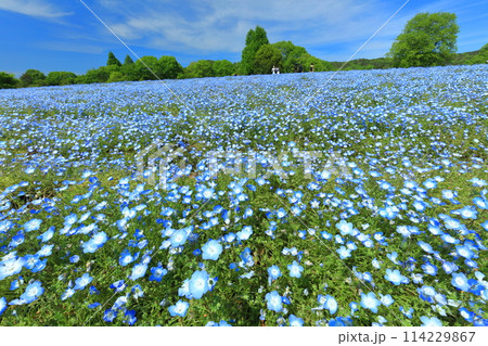 【広島県】晴天の世羅高原農場の満開のネモフィラ(花夢の里 芝桜とネモフィラの丘) 【広島県】晴天の世羅高原農場の満開のネモフィラ(花夢の里 芝桜とネモフィラの丘) 114229867