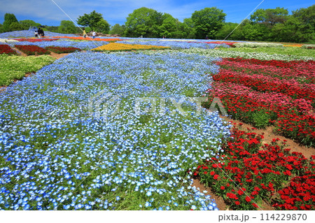 【広島県】晴天の世羅高原農場の満開のプリンセスガーデン（花夢の里　芝桜とネモフィラの丘） 114229870