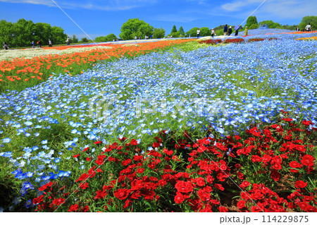 【広島県】晴天の世羅高原農場の満開のプリンセスガーデン(花夢の里 芝桜とネモフィラの丘) 【広島県】晴天の世羅高原農場の満開のプリンセスガーデン(花夢の里 芝桜とネモフィラの丘) 114229875
