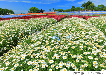 【広島県】晴天の世羅高原農場の満開のプリンセスガーデン(花夢の里 芝桜とネモフィラの丘) 【広島県】晴天の世羅高原農場の満開のプリンセスガーデン(花夢の里 芝桜とネモフィラの丘) 114229877