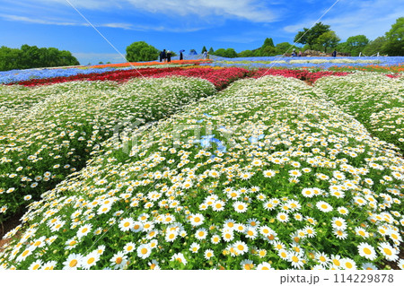 【広島県】晴天の世羅高原農場の満開のプリンセスガーデン(花夢の里 芝桜とネモフィラの丘) 【広島県】晴天の世羅高原農場の満開のプリンセスガーデン(花夢の里 芝桜とネモフィラの丘) 114229878