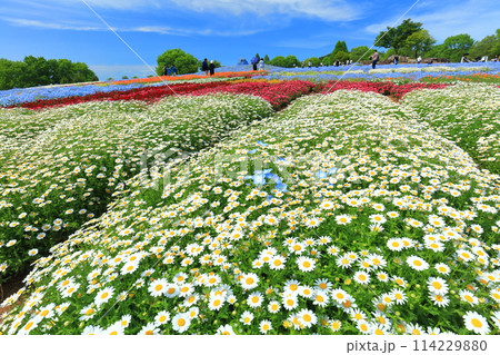 【広島県】晴天の世羅高原農場の満開のプリンセスガーデン（花夢の里　芝桜とネモフィラの丘） 114229880