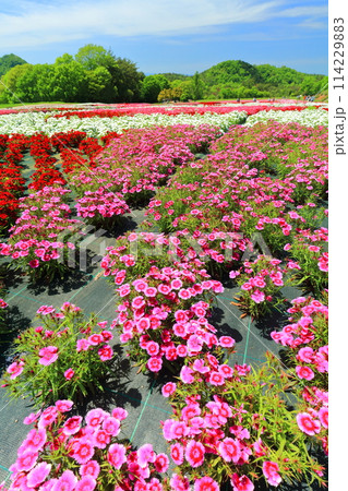 【広島県】晴天の世羅高原農場の満開の芝桜と大和撫子（花夢の里　芝桜とネモフィラの丘） 114229883