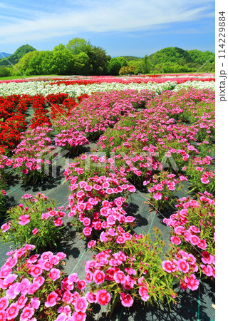 【広島県】晴天の世羅高原農場の満開の芝桜と大和撫子（花夢の里　芝桜とネモフィラの丘） 114229884